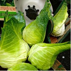 Organic Cabbage White - 'Filderkraut'